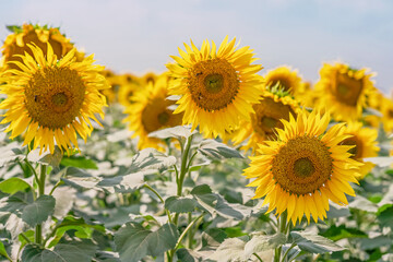 Field of ripening sunflowers on a summer day against the sky close-up