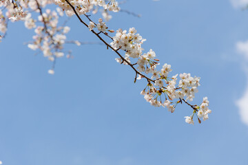 満開の桜