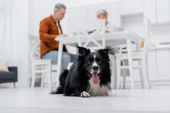 Low angle view of border collie sticking out tongue near blurred couple in kitchen.