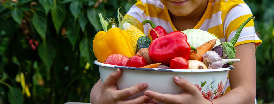 A child holds a harvest of vegetables in his hands. Selective focus.