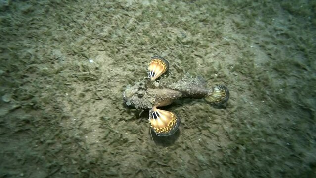 Demon Stinger quickly walks on sandy bottom covered with algae. Bearded Ghoul, Sea Goblin or Devilfish (Inimicus didactylus). 