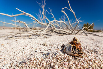 Salton Sea landlocked sea bed fish skeleton California