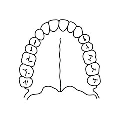 Human primary teeth. Dental scheme, outline, anatomical, hand drawn illustration on white background. Top view. Vector Stock illustration.