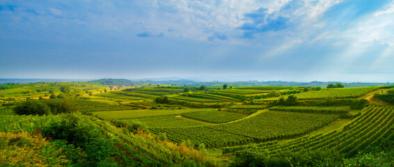 Weinberge Reben