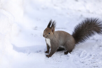 鼻先に雪を付けたエゾリス