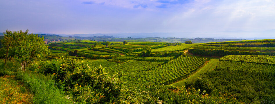Weinberge Reben