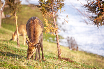 Beautiful spotted deer in the mountains against the background of green grass and snow. Fairytale spring landscape with wild animals.