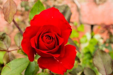Closeup of a red rose	
