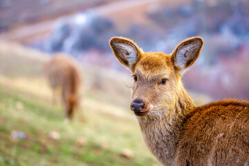 Beautiful spotted deer in the mountains against the background of green grass and snow. Fairytale spring landscape with wild animals.