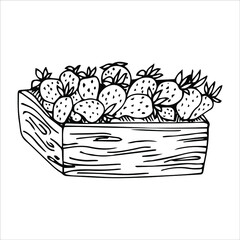 Strawberries in the basket.Box.Doodles ,vector,black and white illustration,coloring book for adults and children.