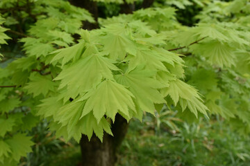 Lush Green Leaves Growing on a Tree