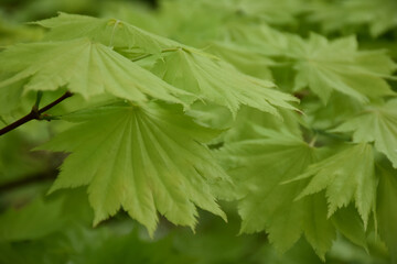 Close Up with Green Maple Leaves