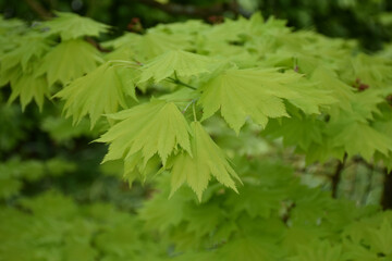 Fresh Green Leaves on a Tree in England