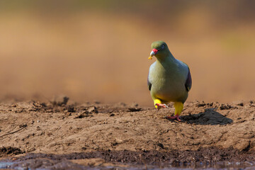 African green pigeon (Treron calvus) coming to a waterhole for a drink in Mashatu Game Reserve in the Tuli Block in Botswana