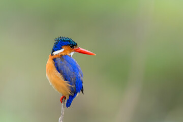 Malachite kingfisher (Corythornis cristatus) fishes from a reed near Olifants River in Kruger National Park in South Africa. Green blurry background.  