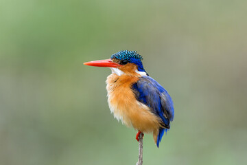 Malachite kingfisher (Corythornis cristatus) fishes from a reed near Olifants River in Kruger National Park in South Africa. Green blurry background.   - obrazy, fototapety, plakaty