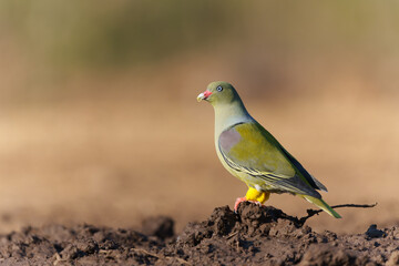 African green pigeon (Treron calvus) coming to a waterhole for a drink in Mashatu Game Reserve in...