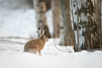 Brown hare at the woods