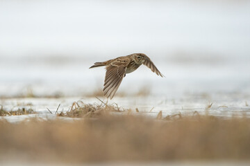 Flying skylark