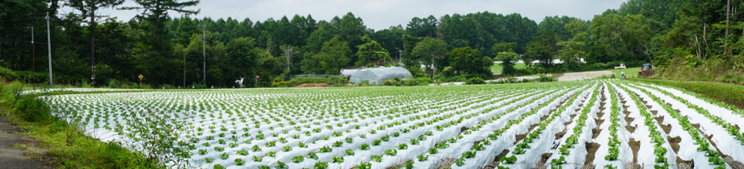 Famous Lettuce Growing Areas in Japan