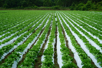 Famous Lettuce Growing Areas in Japan