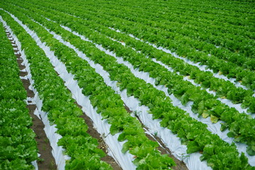 Fototapeta na wymiar Famous Lettuce Growing Areas in Japan