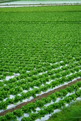 Famous Lettuce Growing Areas in Japan
