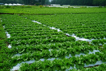 Famous Lettuce Growing Areas in Japan