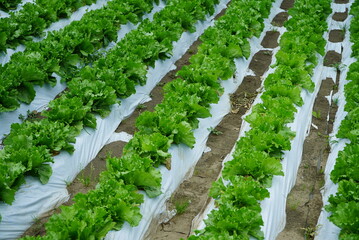 Famous Lettuce Growing Areas in Japan