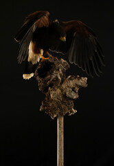 Harris hawk landing on a rock