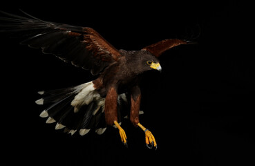Harris hawk landing on a rock