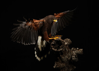 brown hawk landing on a stone 