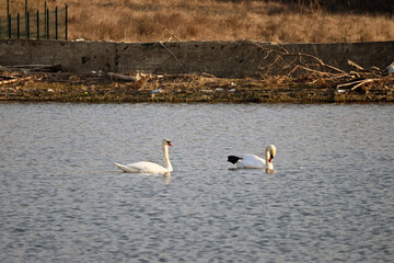 
Nomadic swan in the floodplain forest