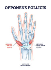 Opponens pollicis hand muscle with digiti minimi location outline diagram. Labeled educational scheme wtih arm and palm muscular and skeletal system vector illustration. Left medical anterior view. - obrazy, fototapety, plakaty