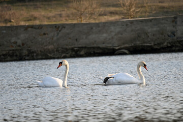 
Nomadic swan in the floodplain forest