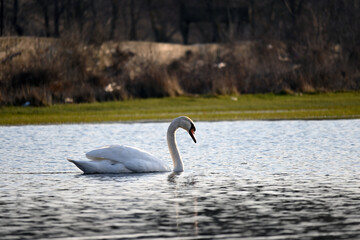 
Nomadic swan in the floodplain forest