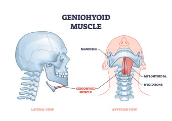 Geniohyoid muscle with mylohyoid neck or chin muscular system outline diagram. Labeled educational medical scheme with head skeletal anatomy and mandible or hyoid bone location vector illustration. - obrazy, fototapety, plakaty