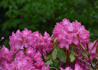 Dark Pink Rhododendron Bush Blooming and Flowering