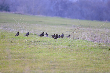 Starlings in the Floodplain Forests National Park 
