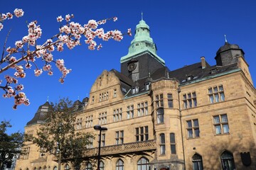 Naklejka premium Recklinghausen Town Hall. Spring time cherry blossoms.