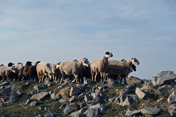 Sheeps in the floodplain forest National Park 