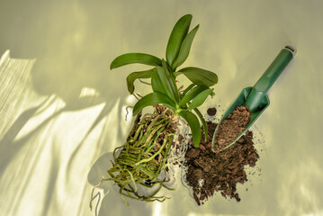 Orchid flower and its root system in preparation for planting in new soil. Phalaenopsis orchid care and cultivation. © Romo Lomo