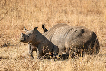 Fototapeta premium White rhino with calf, South Africa