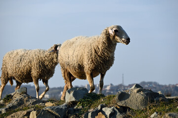 Fototapeta premium Sheeps in the floodplain Igneada forest National Park. İğneadda TURKEY.