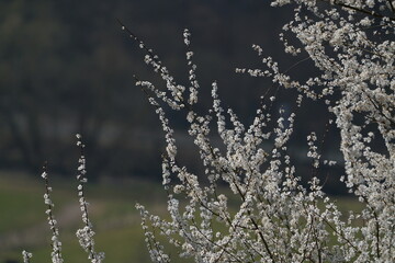 Wildes Obstgehölz, Baum in weißer Blüte zur Frühlingszeit im Detail mit einem neutralen Hintergrund