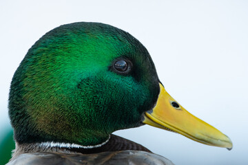 Mister mallard