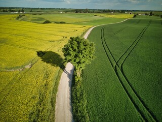 Country side road from above during blossoming yellow crops