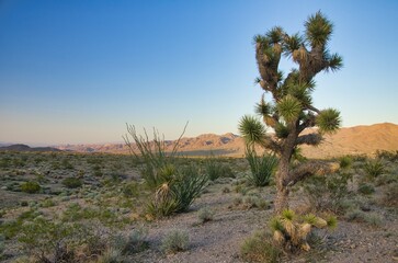 Joshua tree on the sunset