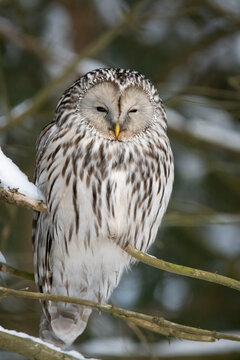 Sleepy Ural owl