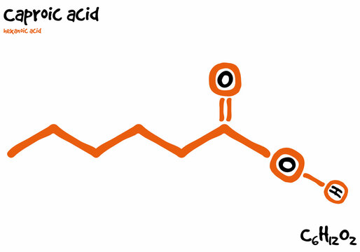 Large and detailed isolated drawn molecule and formular of Caproic acid